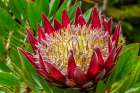 King Protea flower Art Print